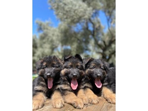 Showline k9 alman kurdu yavrularımız