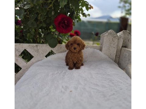 Toypoodle yavrularımız 