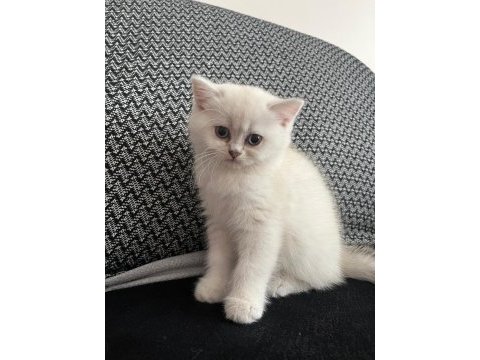 2 aylık dişi british longhair blue point