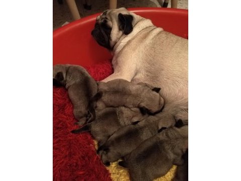 Yavru pug mops