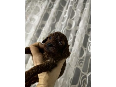 Orjinal toy poodle yavrularımız ev ortamından