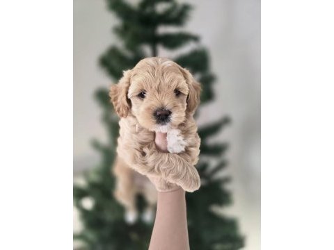 Orjinal teacup maltipoo yavrular