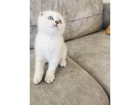Show kalite scottish fold yavrularım
