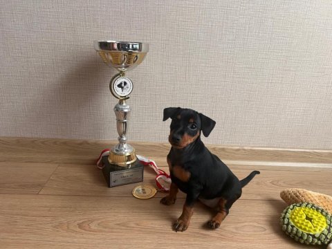 Yarışma sınıfı minyatür pinscher yavrusu son 1 tane