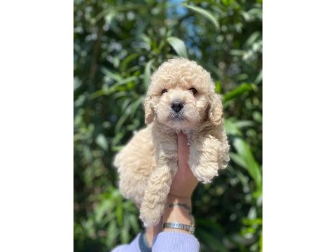 Maltipoo yavrum ırk ve sağlık garantilidir