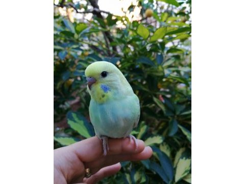 Antalya ev üretimi renk güzeli yavru muhabbet kuşları