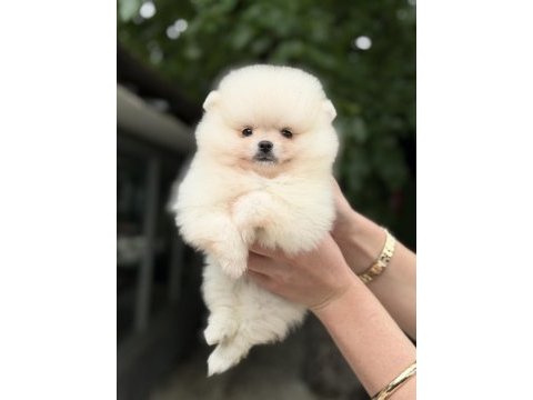 Kusursuz karbeyaz pomeranian boo