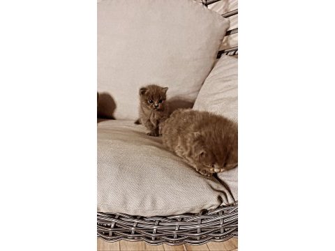 Saf kan scottish fold