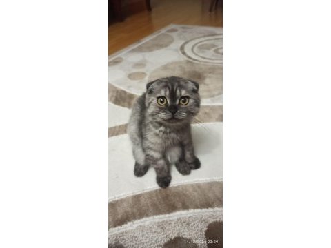 Dünya tatlısı scottish fold kızımız yeni yuvasını arıyor