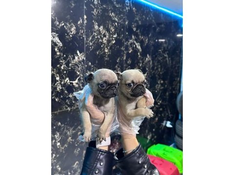 Safkan pug bebekler - ırk ve sağlık garantili - belgeli