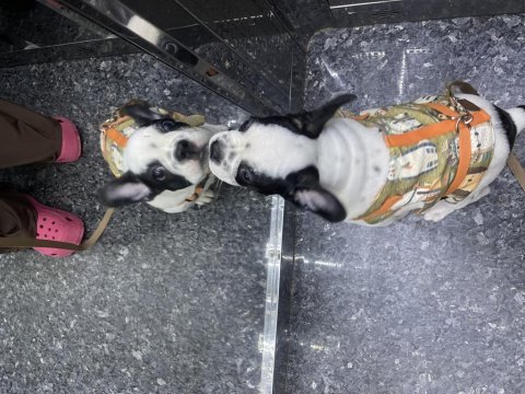 Erkek french bulldog köpeği