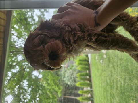 A kalite f2 maltipoo erkek yavrular