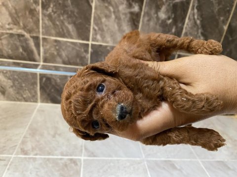 Orjinal kore kan minyatür toy poodle bebekler