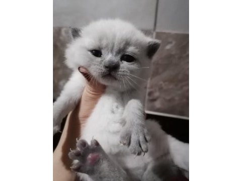 Yeni yuvalarına gitmeye hazır british shorthair minnaklar