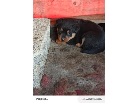 Irk garantili rottweiler yavruları