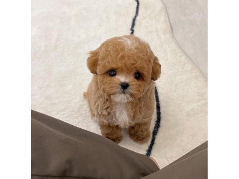 Üst kalite maltipoo yavrularımız