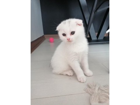 Scottish fold maviş dişi yavru