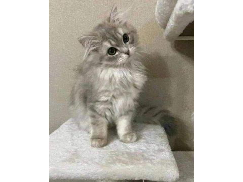 British longhair gri renk yeni sütten kesilme