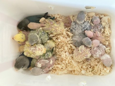 El besleme cennet sevda yavrular