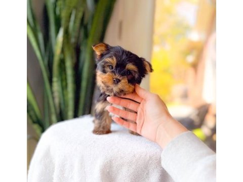 Sevimli yorkshire terrier yavrumuz yeni ailesini arıyor