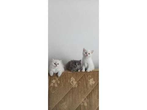 British longhair saf kan yavru