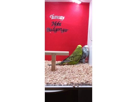 Show jumbo çift kuşlarımız