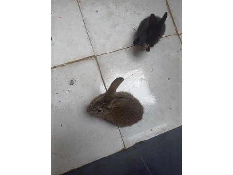 Tavşan 2 adet