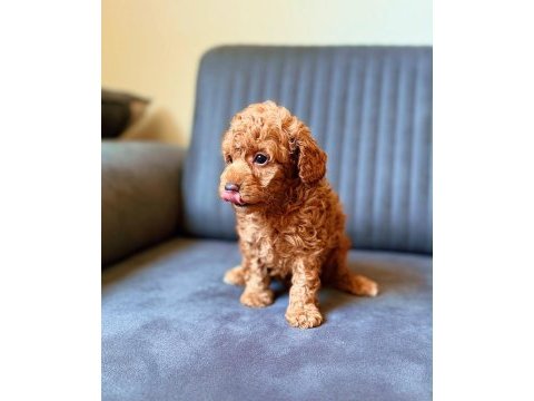 Toy poodle red brown yavrular