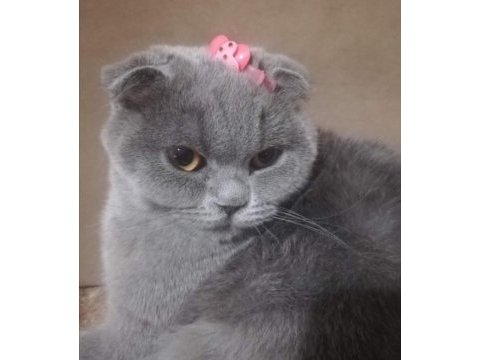 Scottish fold 3 yaşında