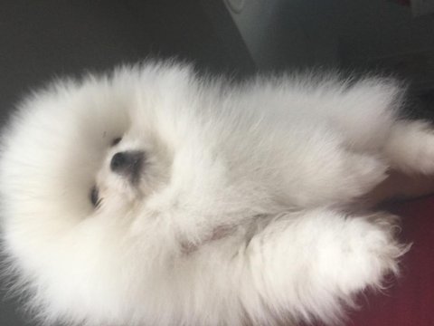 Teddy bear surat teacup pomeranian erkek