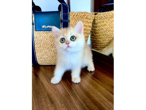 Safkan british shorthair golden dişi yavru