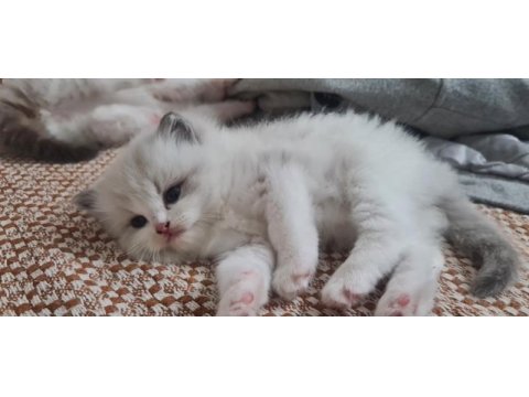 Safkan ragdoll yavrular