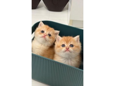 British shorthair golden full secereli ny12 baba cy12