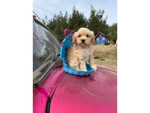 Maltipoo bebeklerim tüy dökmez koku yapmaz