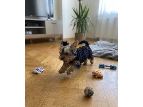 Evinizin neşesi olacak yavru köpekler