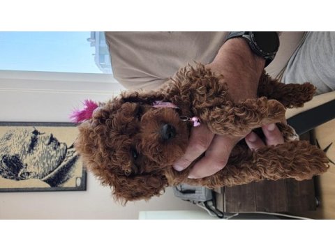 4 aylık dişi toy poodle
