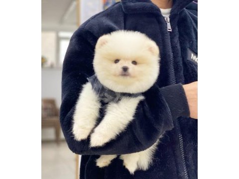 Pomeranian boo köpeğimiz