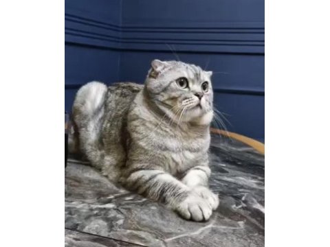 Scottish fold mösyöme yuva arıyorum