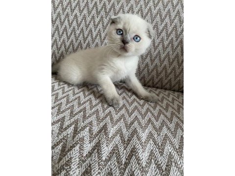 2 aylık mama ve wc eğitimli blue point scottish fold