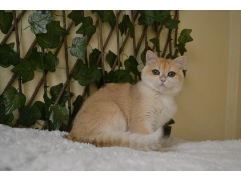 British shorthair ny12 erkek zeus