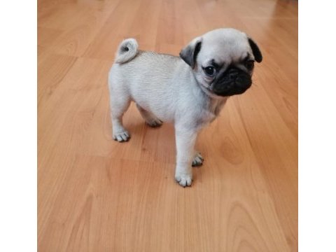 Muhteşem pug mops bebekler istanbul