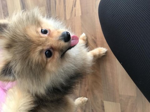 Pomeranian 4 buçuk aylık dişi yavru