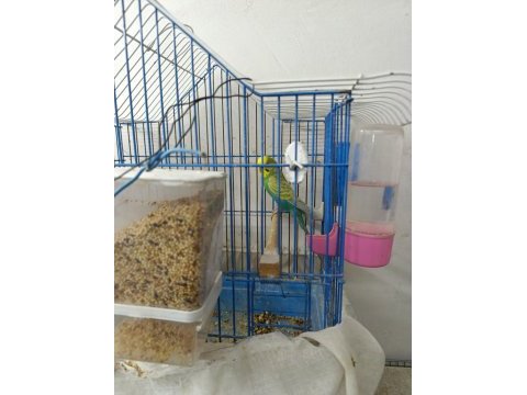 6 çift muhabbet kuşu ve 8 yavru