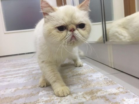 Dişi kedimiz mia yı sahiplendiriyoruz