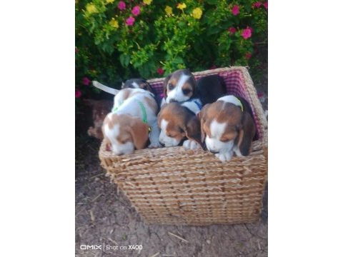 Sevimli beagle cinsi yavrular
