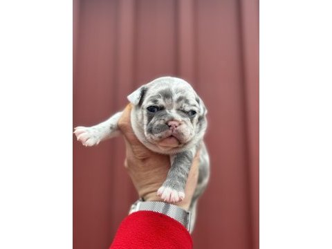 French bulldog bebekler