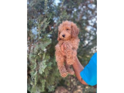 Orijinal maltipoo yavrular randevu alarak bakabilirsiniz
