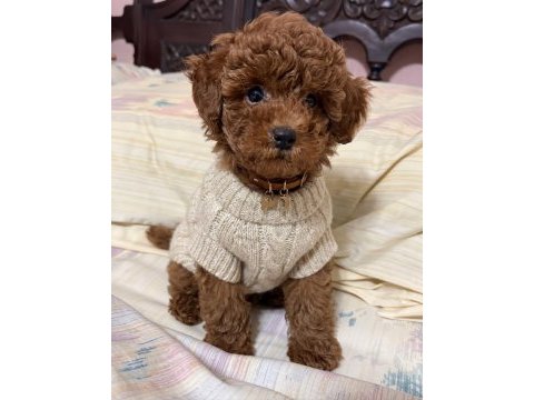 Orijinal toy poodle