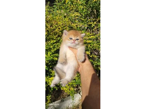 Üst kalite erkek british shorthair yavrular