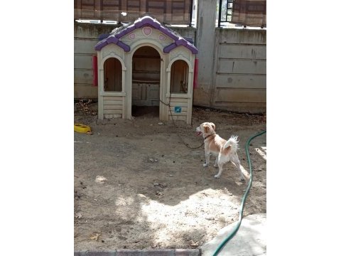 2 yaşında dişi köpeğimiz yuvasını arıyor